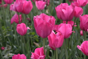 粉色郁金香花海