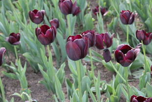 深紫色郁金香花海