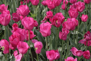 艳丽粉色郁金香花海