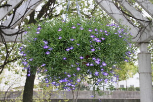 悬挂绿植装点木质花架