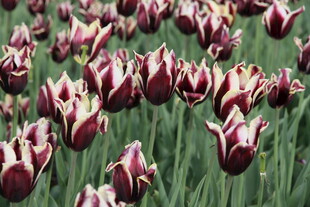 多彩郁金香花海