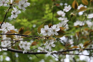 枝头绽放的洁白樱花