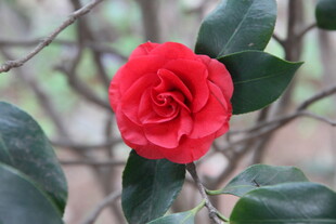 娇艳红山茶绽放枝头