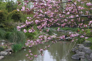 河畔盛开的烂漫粉色花朵