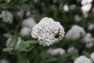 白色球状花朵特写