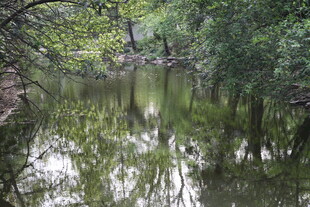 林间静谧小河 绿意盎然