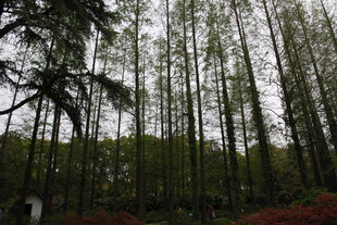 茂密树林中的挺拔树木