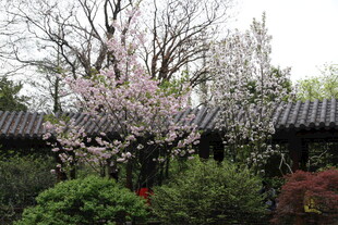 中式庭院繁花绿树景致