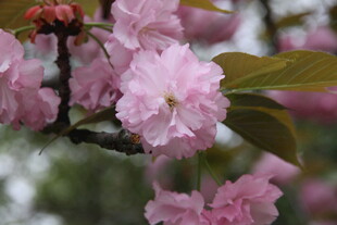 粉嫩樱花绽放枝头