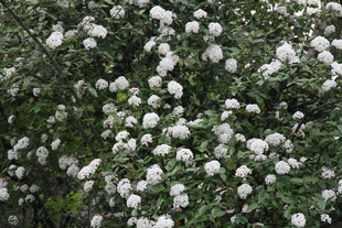 白色繁花簇拥的绿植景观