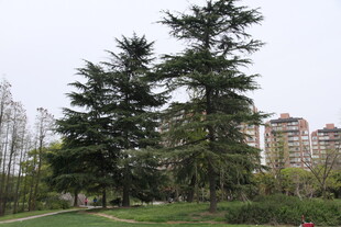 城市中的葱郁树木景观