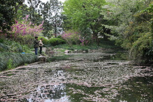 静谧林间湿地景观