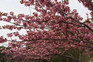 盛开的粉色樱花树