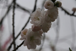 枝头绽放的粉嫩花朵
