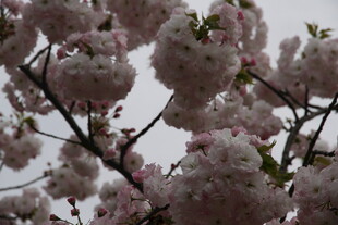 枝头烂漫樱花绽放