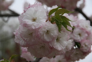 娇艳绽放的粉色樱花