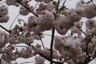 盛开的粉色樱花枝头