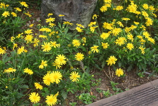 树下绽放的黄色小花