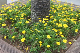 树下绽放的黄色小花