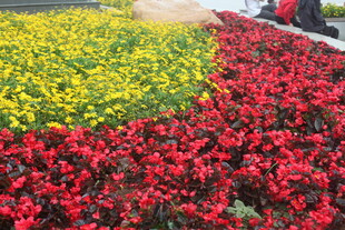 多彩花卉装点美丽景致