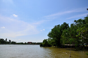 马来西亚河畔绿树成荫的美丽风光