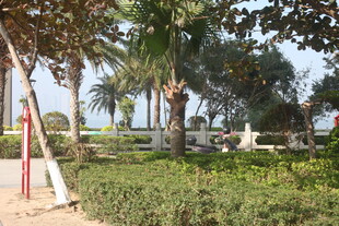 湛江热带园林景观绿植风光