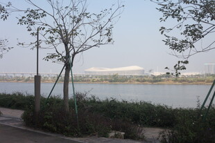 湛江河畔绿树与远处建筑风景