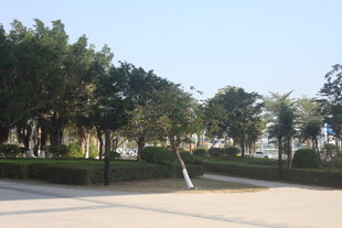 湛江城市中的林荫道路景观