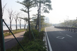 湛江湖边林荫道路风景