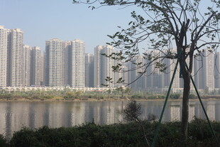 湛江湖畔高楼与孤树景致