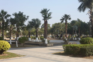 湛江阳光明媚的公园绿植景观
