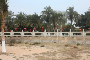 围栏旁的棕榈树景观