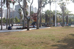 城市公园中的开阔草地景观