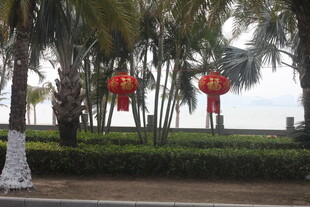 湛江路边椰树挂红灯笼