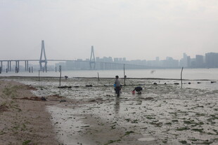 湛江江边滩涂漫步景象