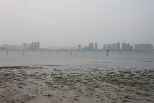 湛江城市边的滩涂景观