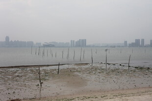 湛江江边滩涂与远处城市景观