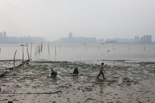 湛江滩涂赶海景象