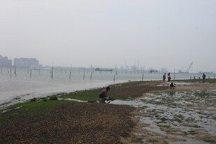 湛江海边湿地景象