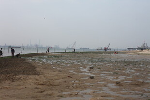 湛江河岸景象 几人漫步滩涂