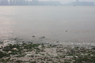 湛江江边滩涂景象