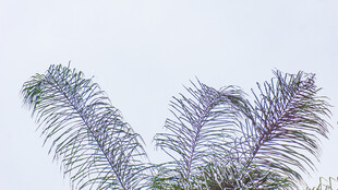 羽状植物枝叶特写