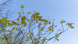 蓝天映衬下的繁茂枝叶