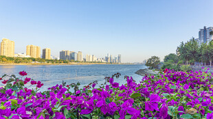 湖畔繁花与城市天际线