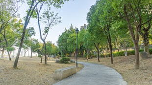 林间漫步小道 绿意盎然