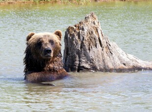 水中棕熊靠在树桩旁