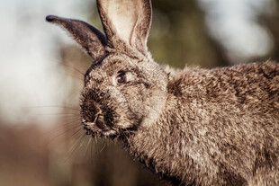 野外灰毛野兔特写