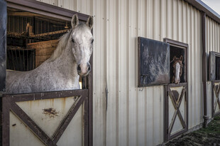 马厩中探出头的白马