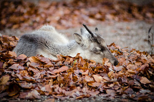 落叶中休憩的小鹿