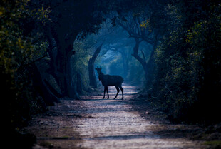 森林小径上的孤独小鹿